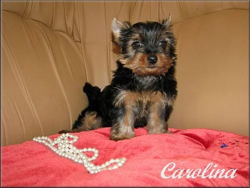 Yorkshire terrier