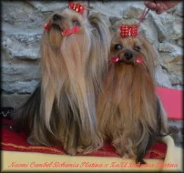Yorkshire terrier
