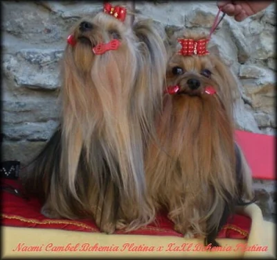 Yorkshire terrier