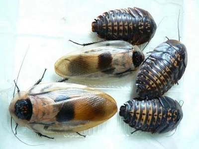 Velké šváby Blaberus  discoidalis   