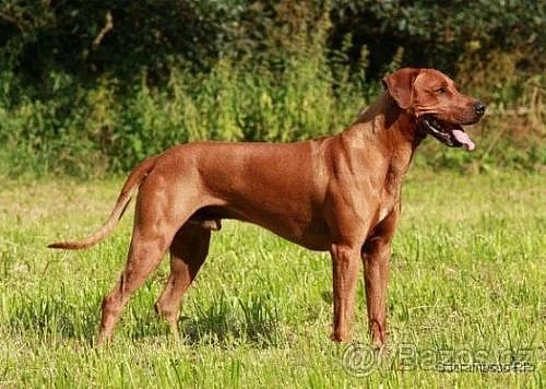 Štěňata rhodesian ridgebacka s PP