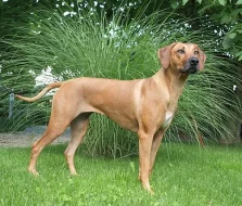 Štěňata rhodesian ridgebacka s PP