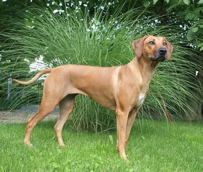 Štěňata rhodesian ridgebacka s PP