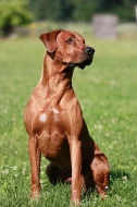 Štěňata rhodesian ridgebacka s PP