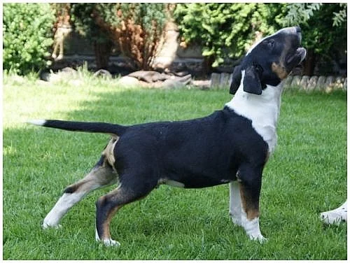 Bulterier - Bullterier s PP