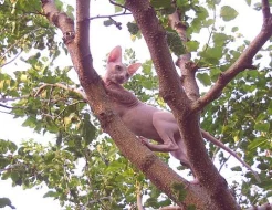 Sphynx kocourek s PP