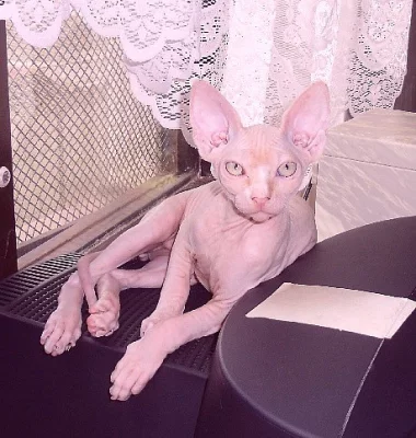 Sphynx kocourek s PP