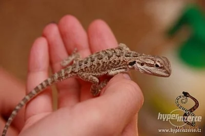 Mláďata Agamy vousaté (Pogona Vitticeps)