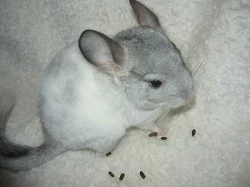 Činčilky barevných mutací