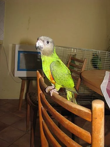 Prodám ochočeného papouška senegalského