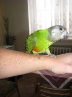 Prodám ochočeného papouška senegalského