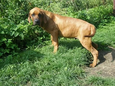Tosa inu - pejsek