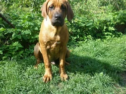 Tosa inu - pejsek