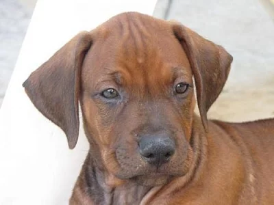 Prodám poslední 2 Rhodéské ridgebacky s PP