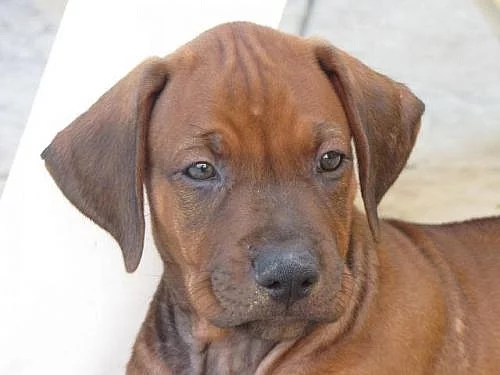 Prodám poslední 2 Rhodéské ridgebacky s PP