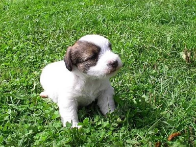 Jack Russell Teriér ( JRT ) s PP