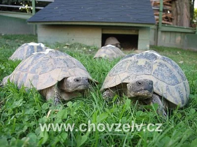 Prodám mláďata suchozemských želviček