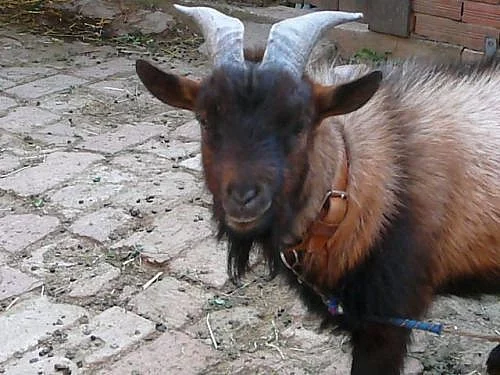 Holandské zakrslé kozy