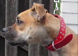 STAFORD PITBUL TERIÉR