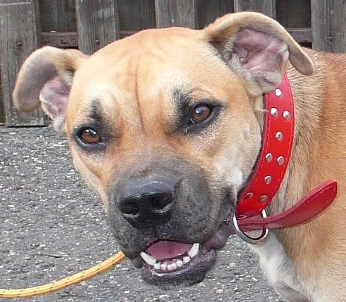 STAFORD PITBUL TERIÉR