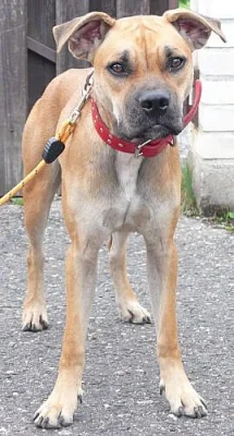 STAFORD PITBUL TERIÉR