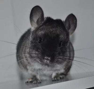 mládě činčily - sameček ebony velvet avc