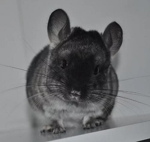 mládě činčily - sameček ebony velvet avc
