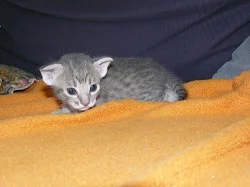 Ocicat