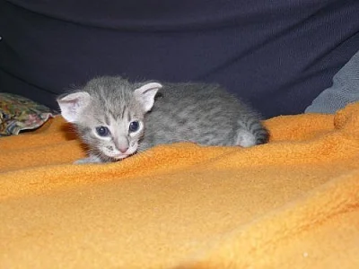 Ocicat