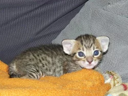 Ocicat