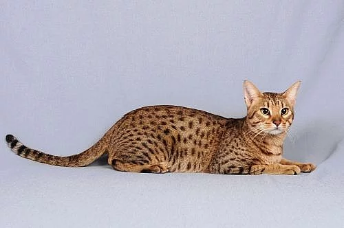 Ocicat