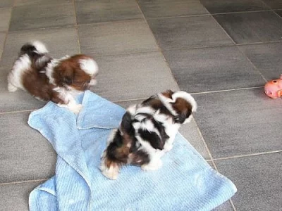 Shih-tzu bez pp - PRAHA