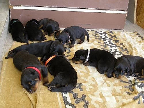 rottweiler štěňata