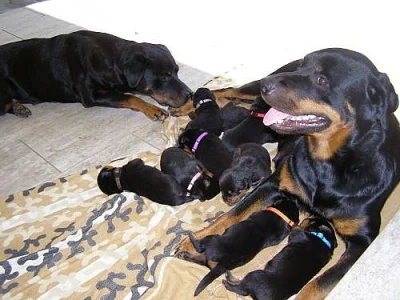 rottweiler štěňata