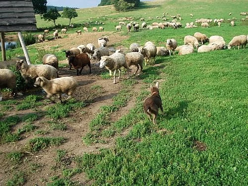 letošní jehňata