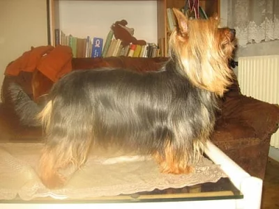 silky terier