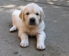 ZLATÝ RETRIEVER ŠTĚŇATA S PP