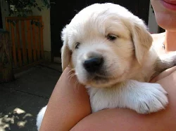 ZLATÝ RETRIEVER ŠTĚŇATA S PP