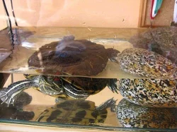 Prodám želvu nádhernou včetně zavedeného akvária