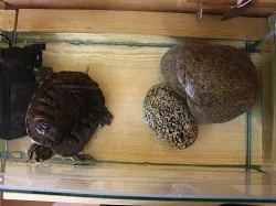 Prodám želvu nádhernou včetně zavedeného akvária