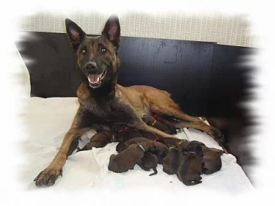 PRODÁM ŠTĚŇATA - BELGICKÝ OVČÁK MALINOIS S PP