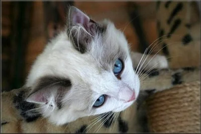 koťátka Ragdoll s PP
