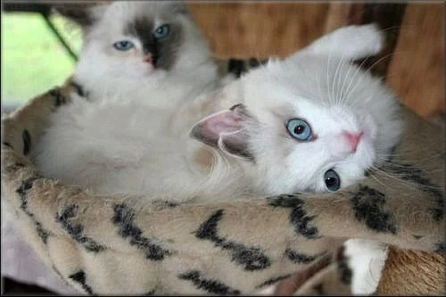 koťátka Ragdoll s PP