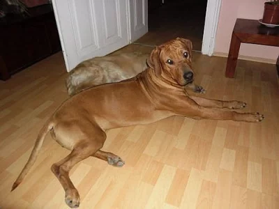 Rhodézský ridgeback