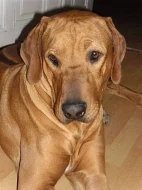 Rhodézský ridgeback