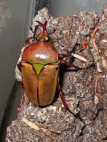 Eudicella smithi bertherandi