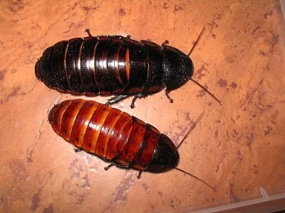 Syčící švábi Gromphadorhina portentosa