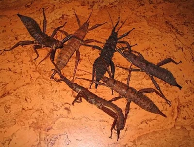 Eurycantha calcarata - 11 párů 300 Kč!