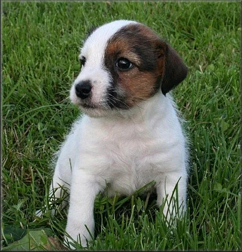 Jack russell terier