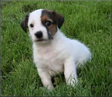Jack russell terier